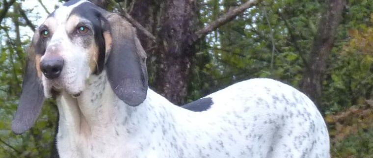 Chien gascon saintongeois